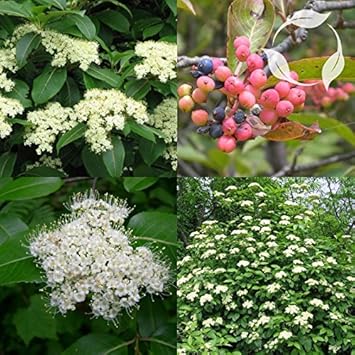 Flower Seeds, Seeds for Planting, Plant Seeds