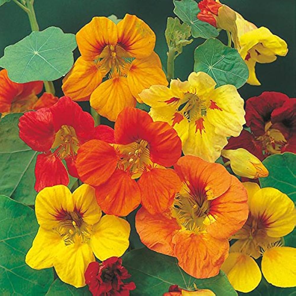 cream red flower seeds
