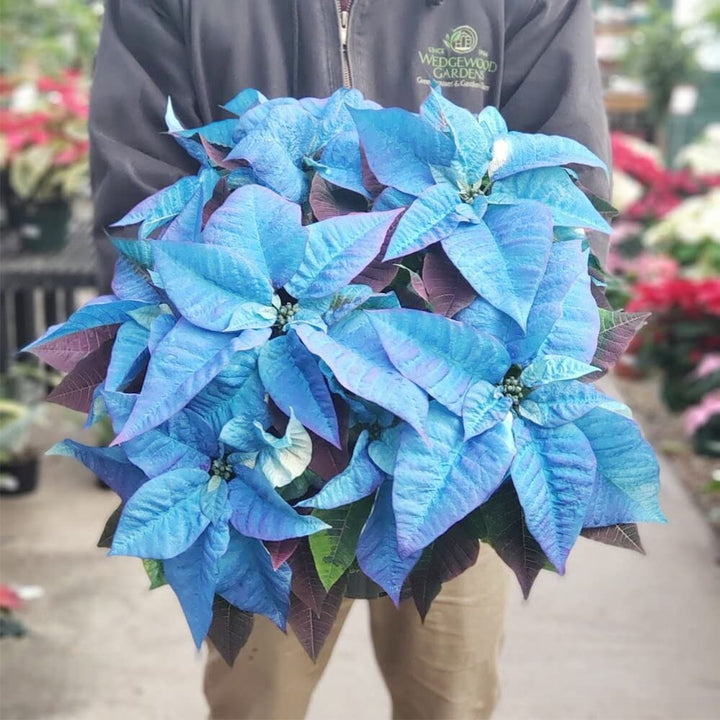 Poinsettia Flower Seeds for Planting, Sky Blue, 100 pcs