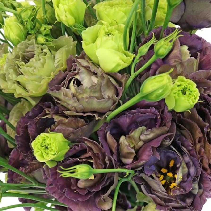black lisianthus flower seeds