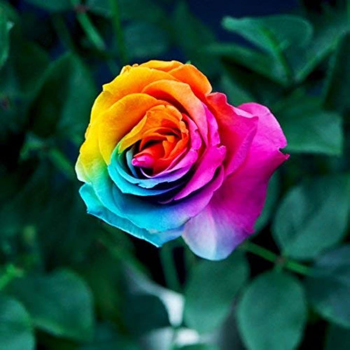 Rainbow Rose Purple Flower Seeds for Planting 100 pcs