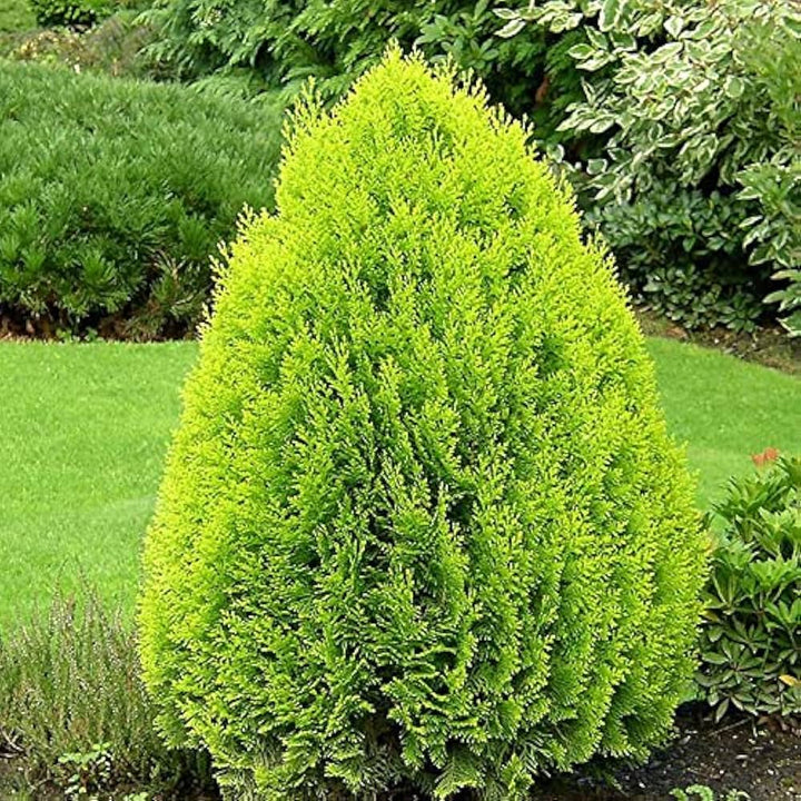 Grønne Thuja Orientalis plantefrø til udplantning, 100 stk