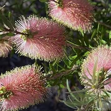 pink champagne flower seeds