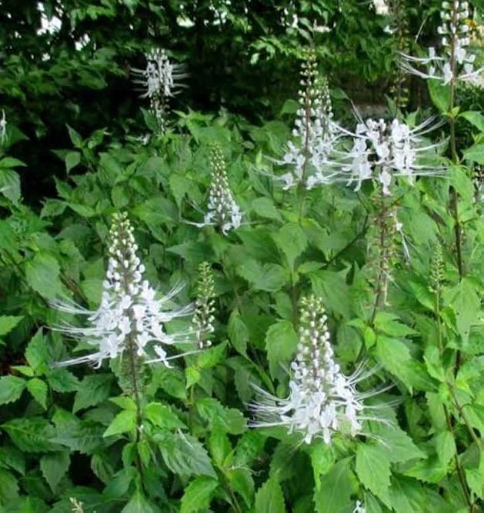 whiskers flower flower seeds