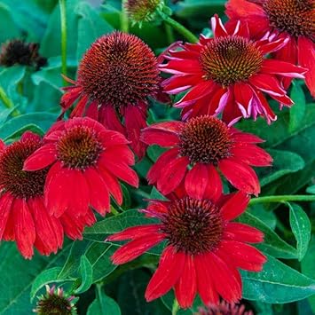 red heirloom flower seeds