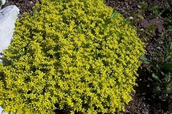 yellow stonecrop flower seeds