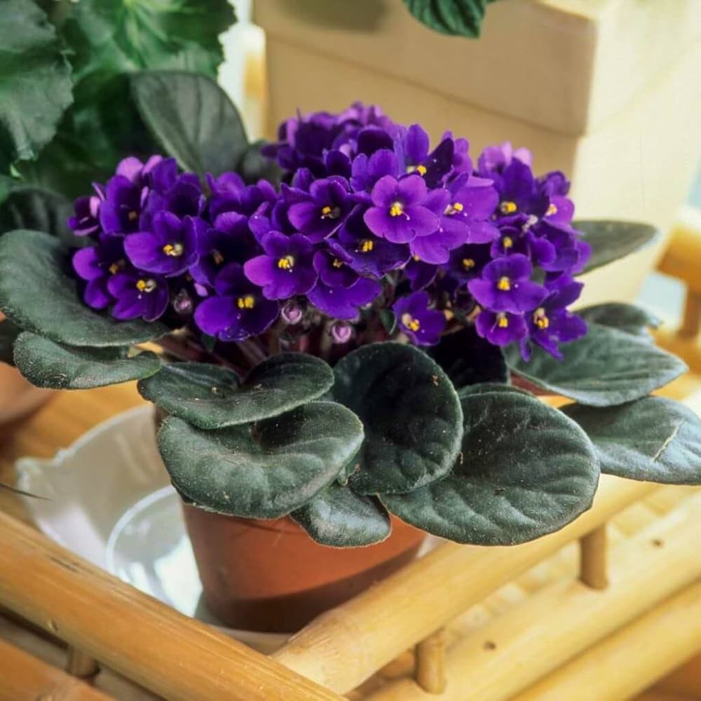 Dark Blue Saintpaulia Flower Seeds for Planting 100 pcs