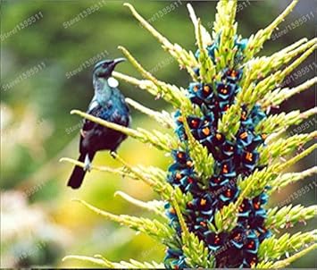 Flower Seeds, Seeds for Planting, Plant Seeds