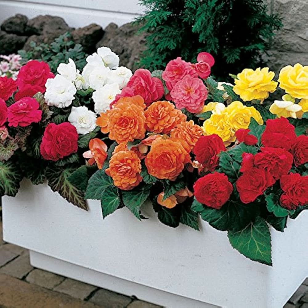 begonia begonia flower seeds
