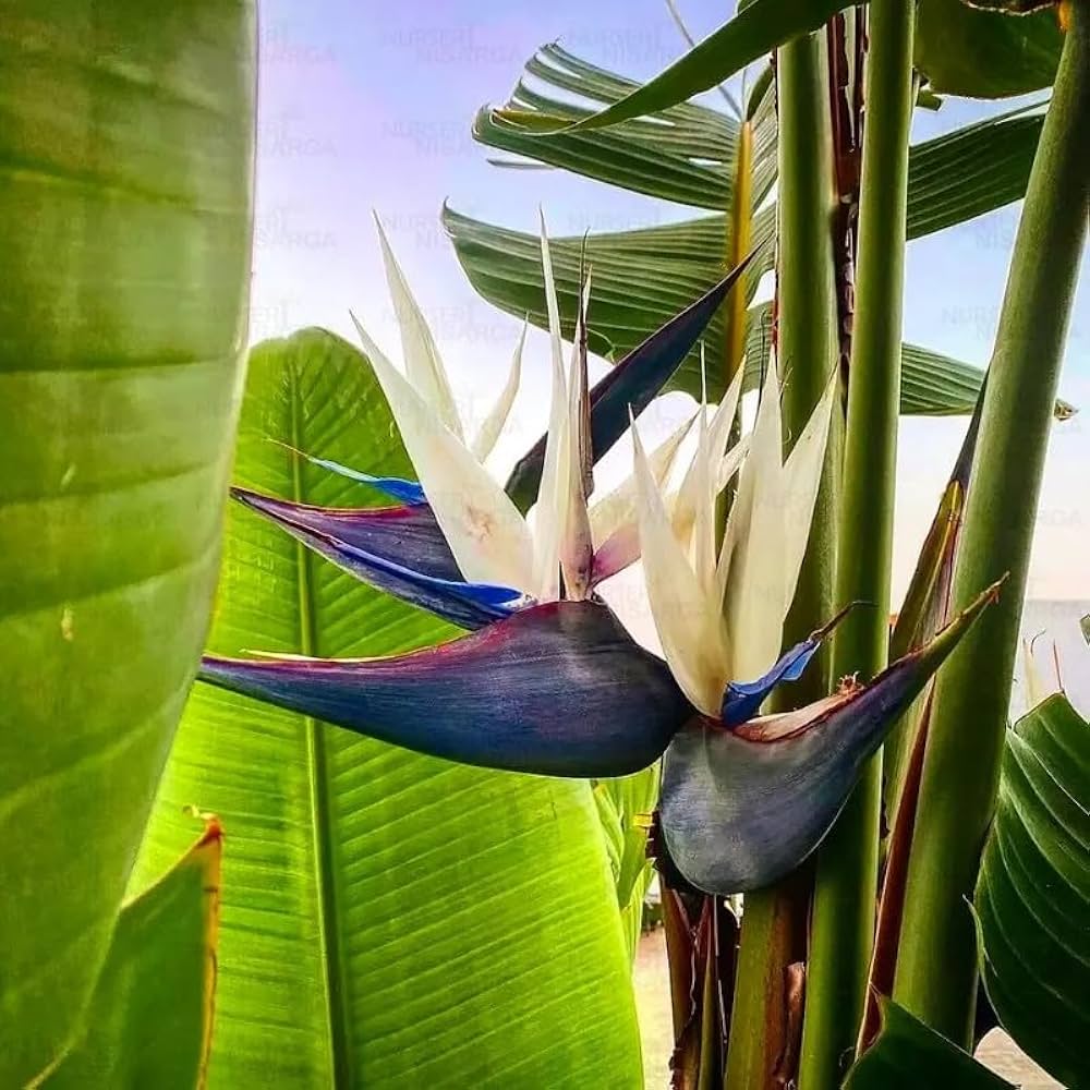 Heirloom Non-GMO White Strelitzia Reginae Flower Seeds for Planting – Exotic Bird of Paradise Seeds