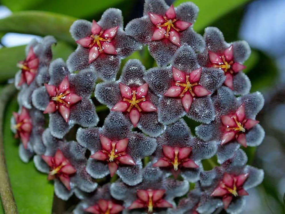 Purple Red Hoya Flower Seeds for Planting – Heirloom Non-GMO High Germination Organic Garden Seeds
