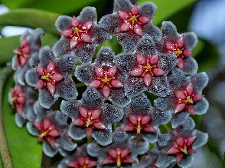 Purple Red Hoya Flower Seeds for Planting – Heirloom Non-GMO High Germination Organic Garden Seeds