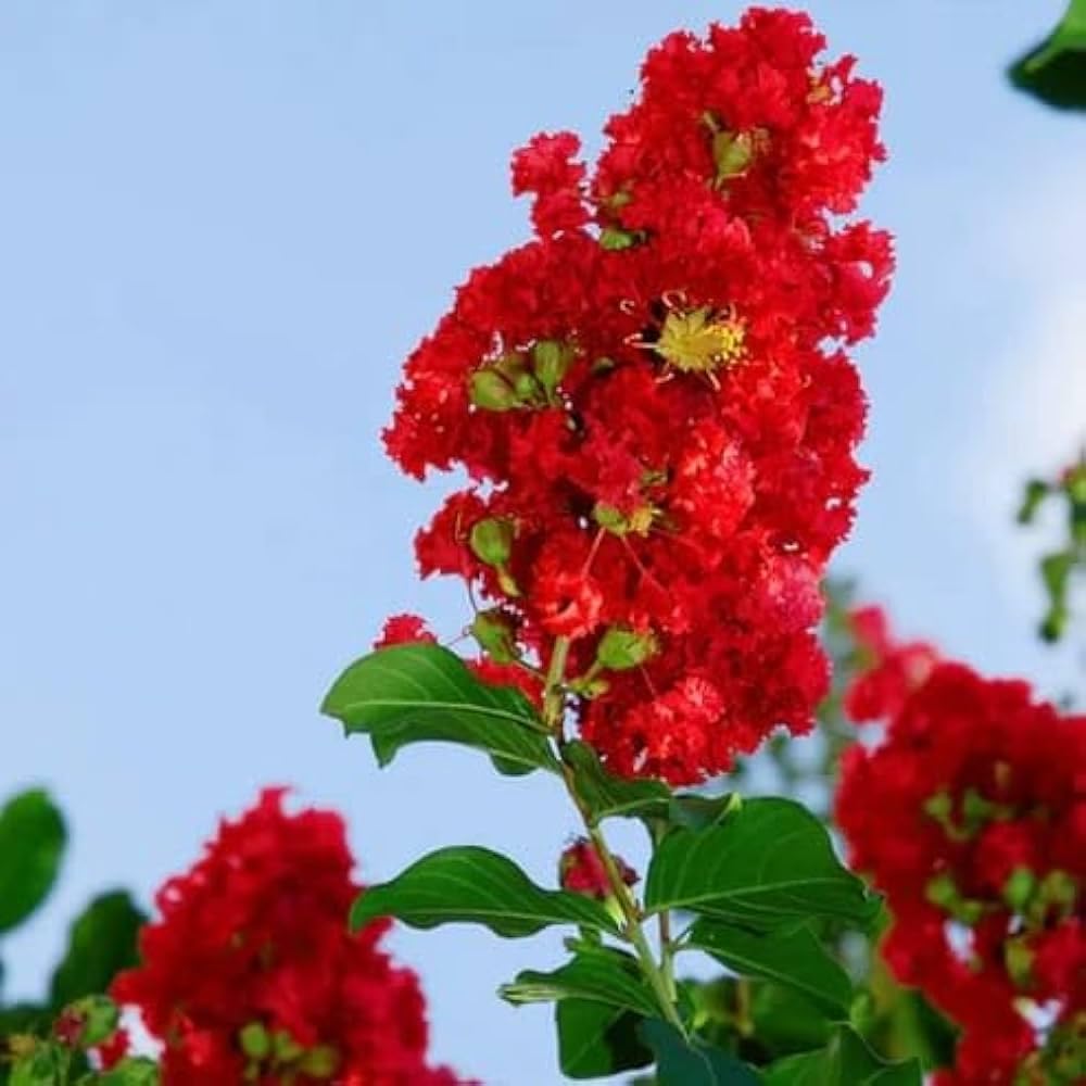 lythraceae crape flower seeds