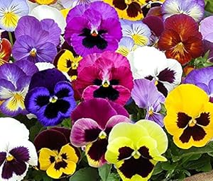 yellow red flower seeds