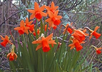 daffodil flower seeds Red Daffodils Flower Seeds for Planting – Vibrant, Non-GMO, Heirloom Flower Seeds