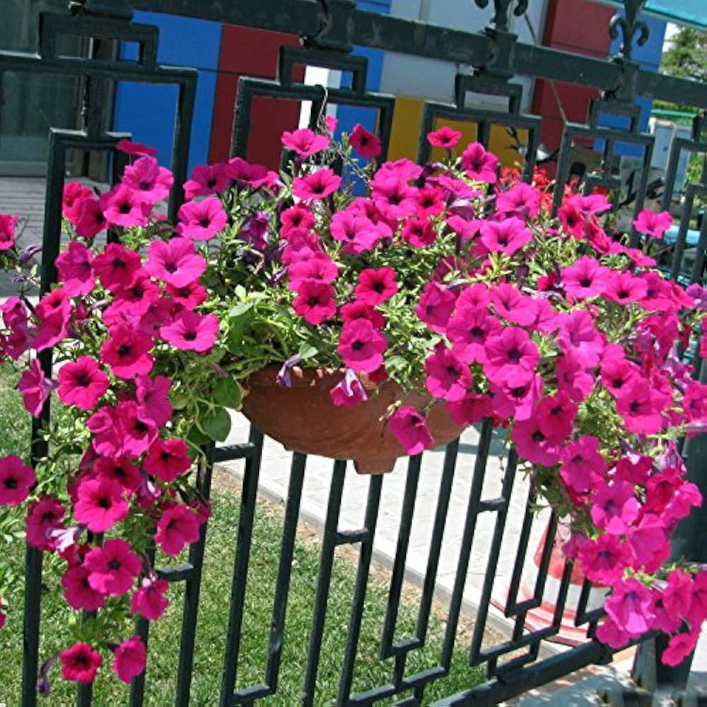 pink petunia flower seeds
