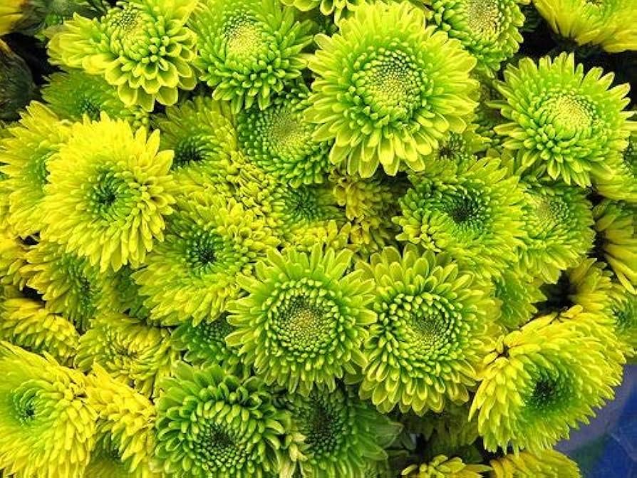 Light Green Aster Flower Seeds for Planting - 100 pcs