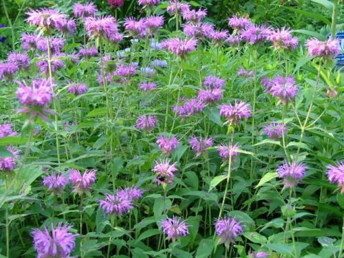 Heirloom Non-GMO Monarda Flower Seeds for Planting – Bee Balm Blooms for Pollinator Gardens