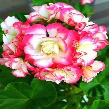 pink yellow flower seeds