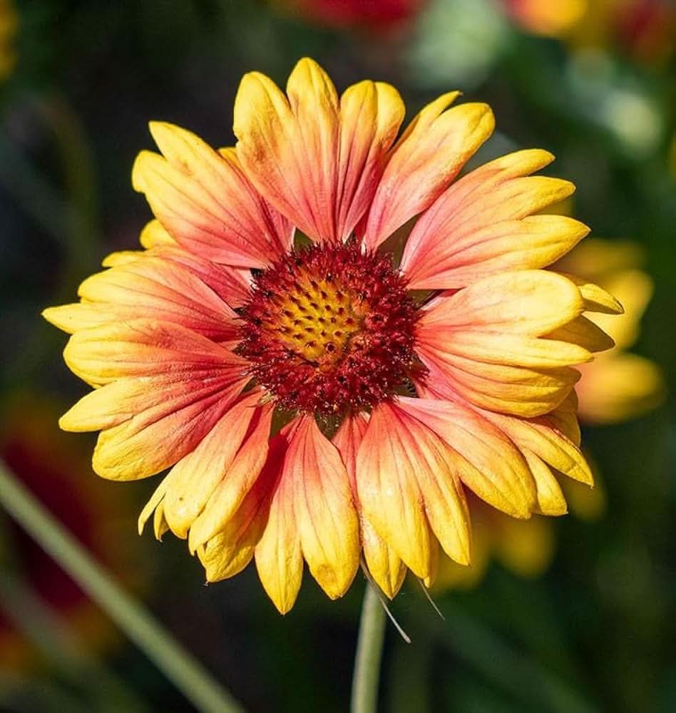 indian blanket flower seeds