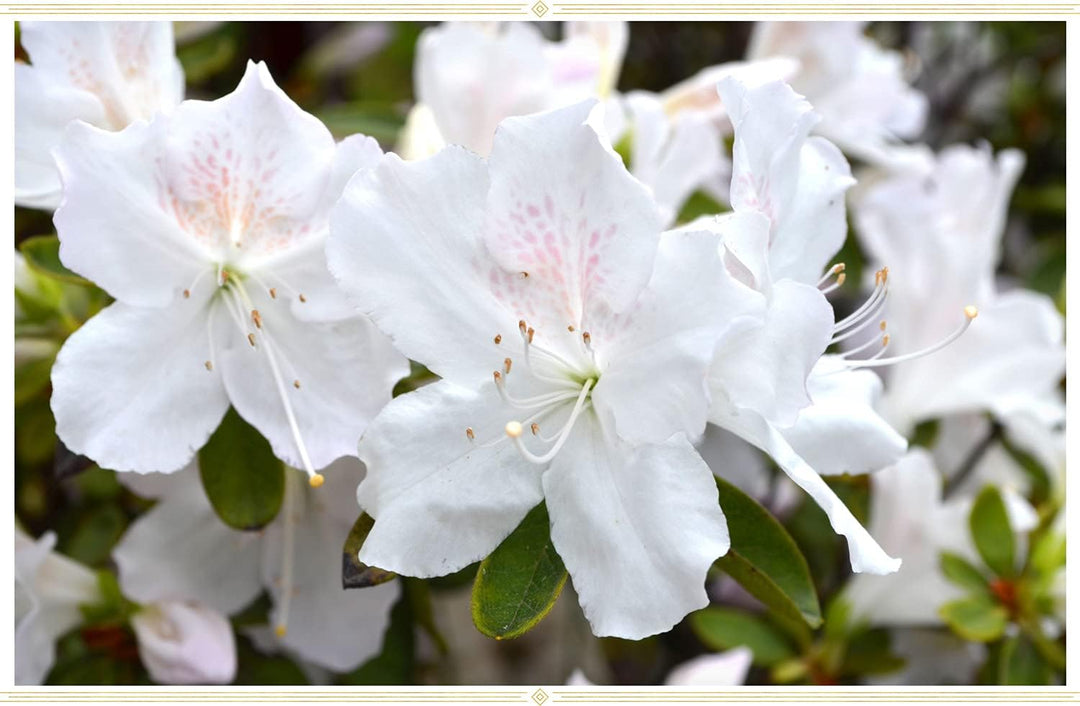 planting azalea seeds White Azalea Seeds for Planting – Organic, Heirloom, Non-GMO, High Germination Flower Garden Seeds