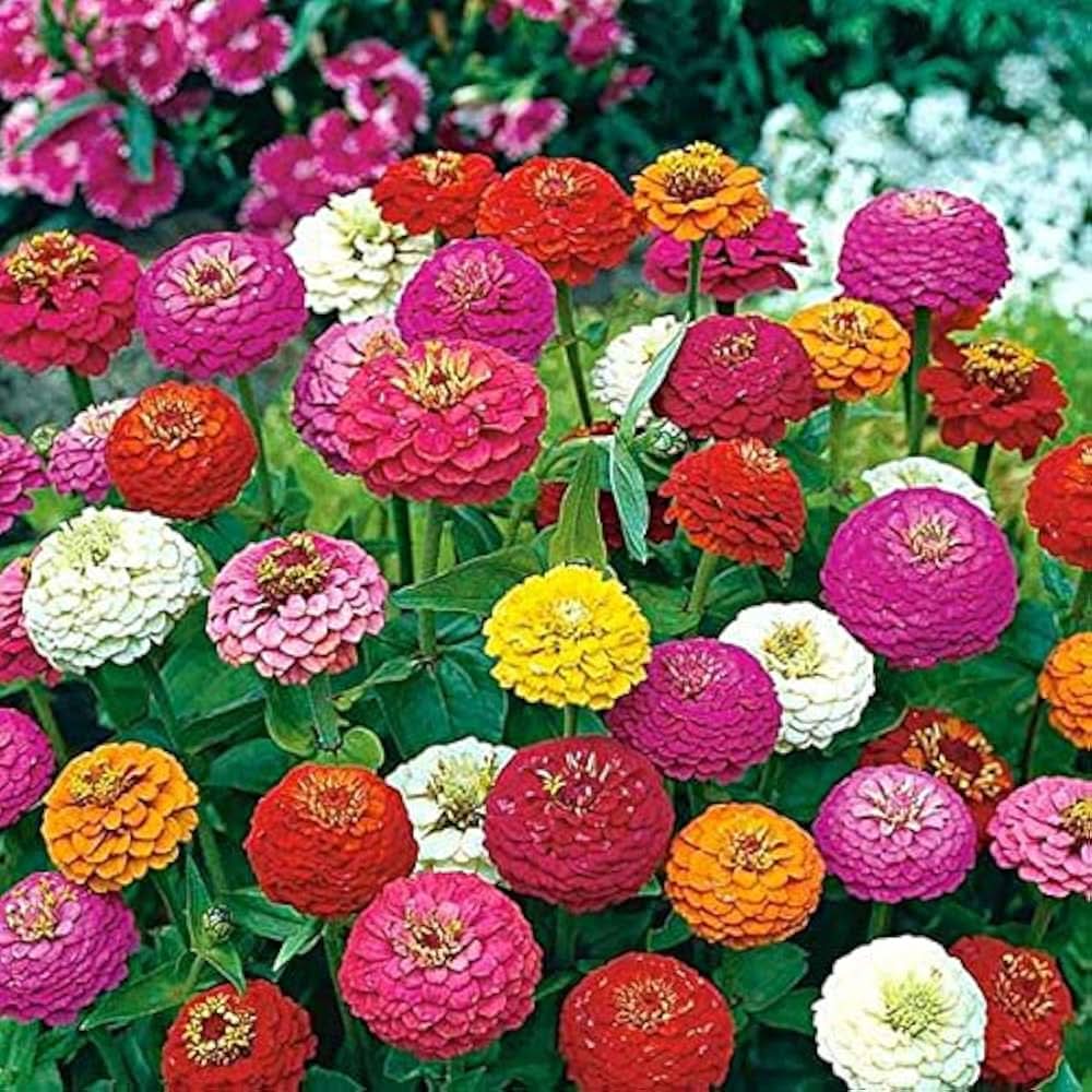 zinnia zinnia flower seeds