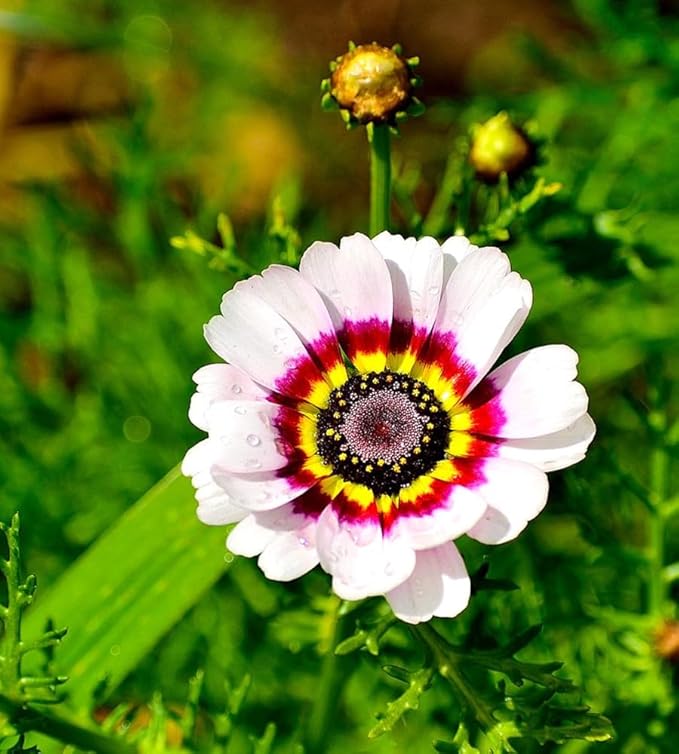 chrysanthemum chrysanthemum flower seeds