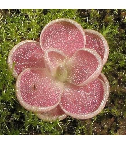 Butterwort Plant Seeds for Planting – Heirloom & Non-GMO Carnivorous Seeds for Unique Indoor Gardens