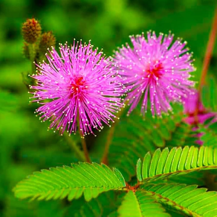 Heirloom Non-GMO Mimosa Pudica Flower Seeds for Planting – Sensitive Plant with Touch Response, High Germination
