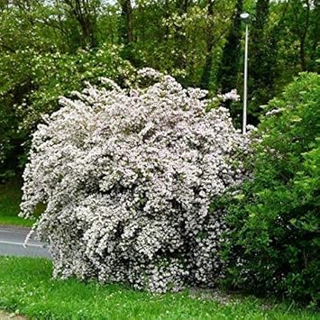 Flower Seeds, Seeds for Planting, Plant Seeds