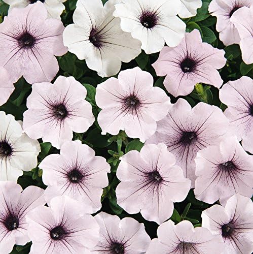 petunia petunia flower seeds