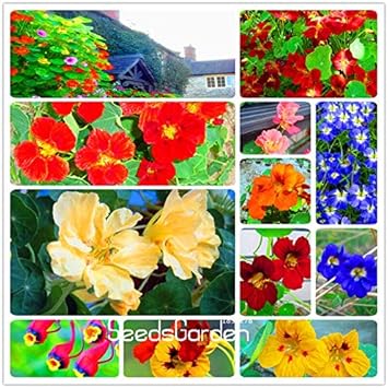 Flower Seeds, Seeds for Planting, Plant Seeds