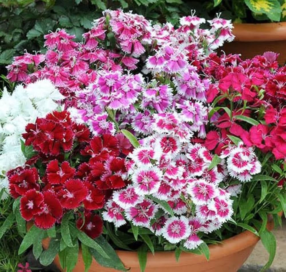 dianthus bartn flower seeds