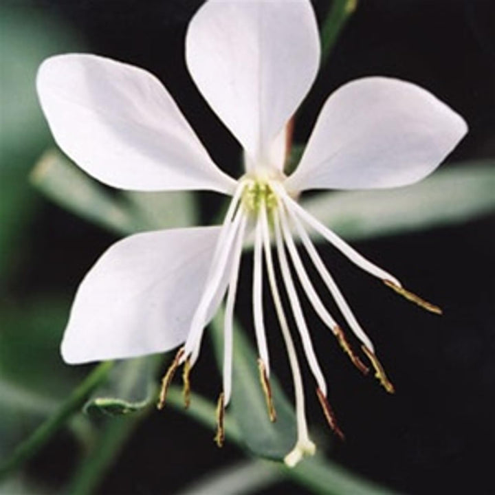 Flower Seeds, Seeds for Planting, Plant Seeds