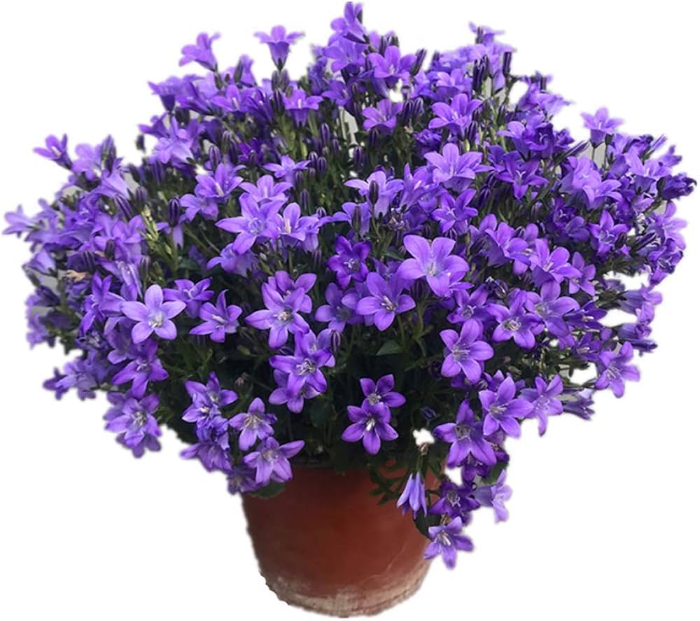 velvet bellflower flower seeds