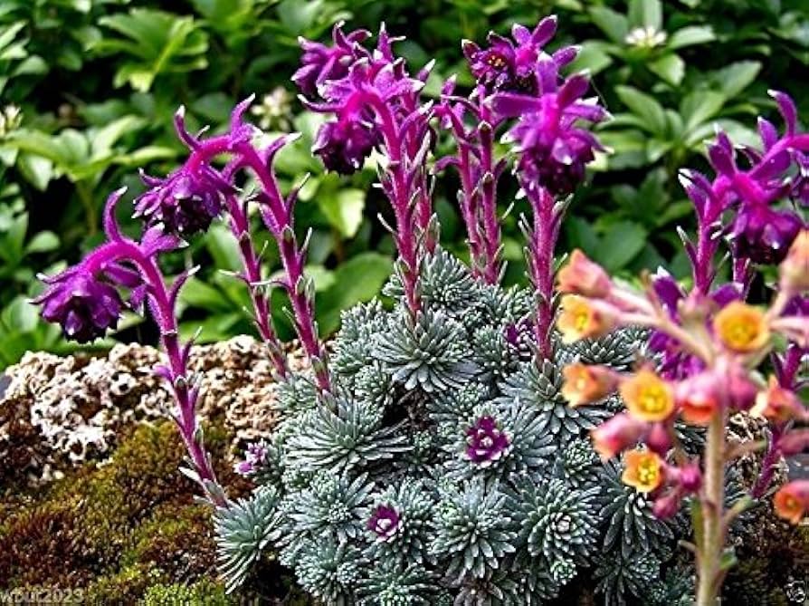 Purple Saxifraga Sempervivum Planting Seeds for Garden 100 pcs