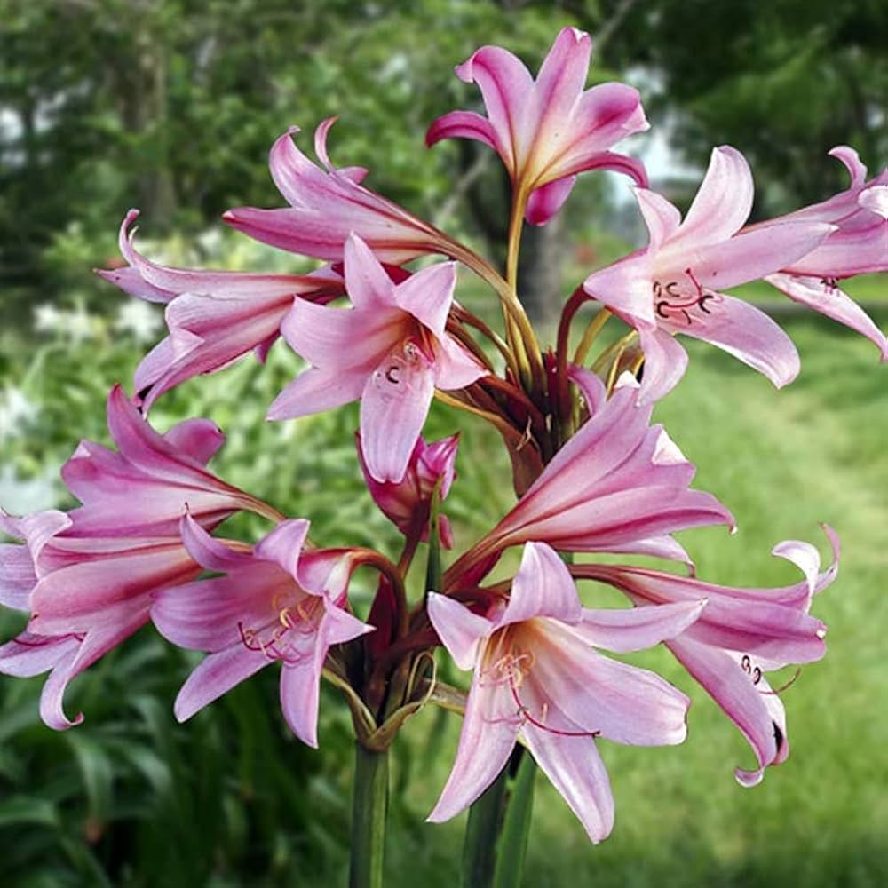 Mixed Crinum Flower Seeds for Planting 100 pcs