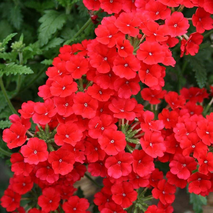 Fresh Verbena Flower Seeds for Planting, Red 100 pcs