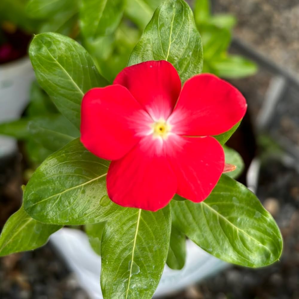 Periwinkle Vinca Røde Blomsterfrø til Plantning 100 stk