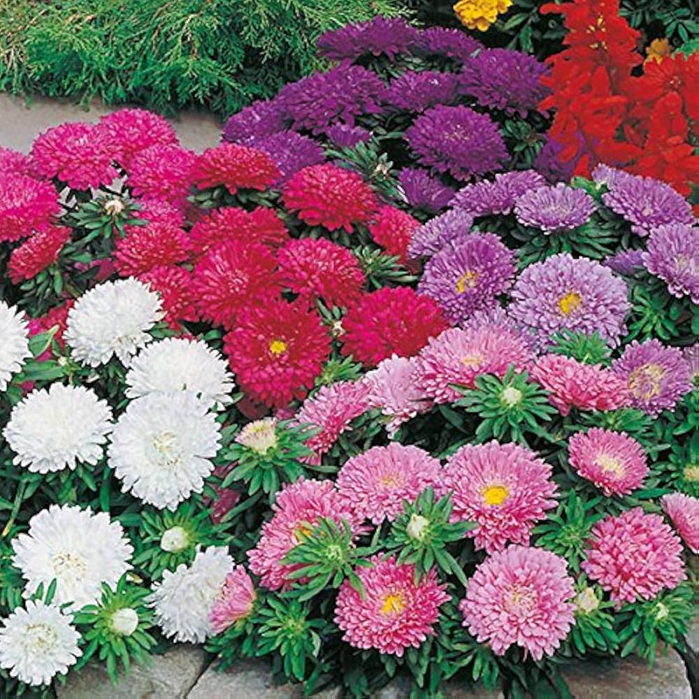 aster powder flower seeds