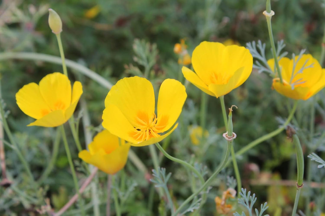 eschscholzia flower flower seeds