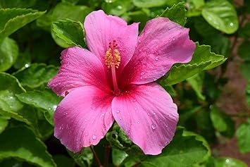 rosa sinensis seeds Heirloom Non-GMO Pink Hibiscus Rosa-Sinensis Flower Seeds for Planting – Neeraseeds