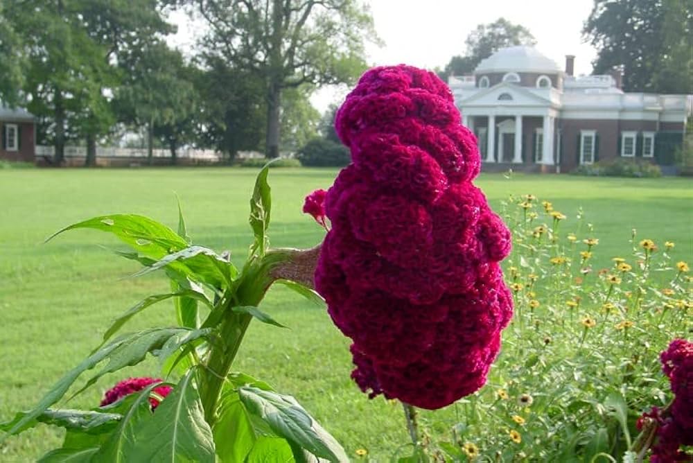green spring flower seeds