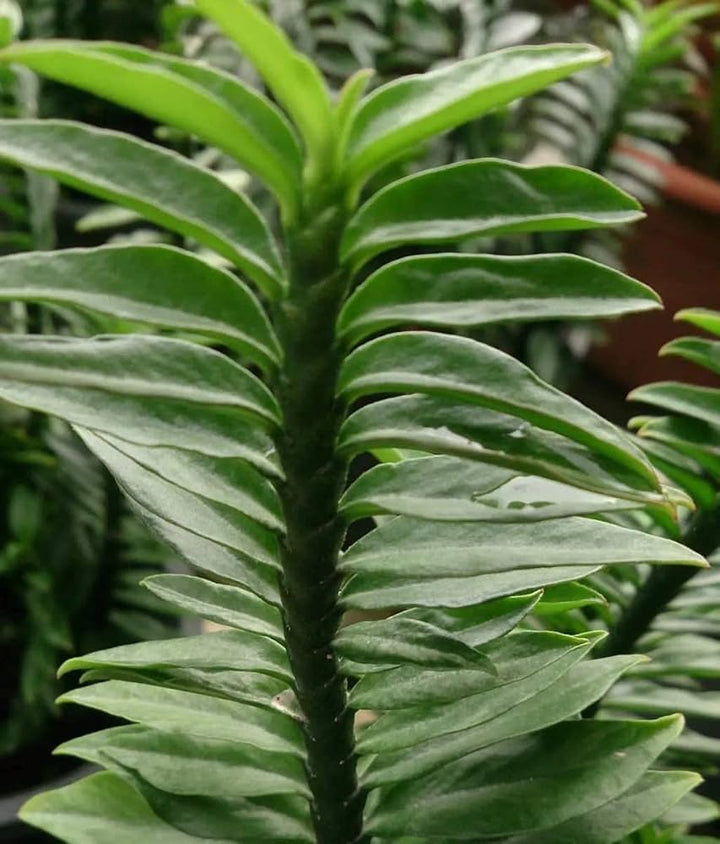 Grøn Pedilanthus Plantning af frø til have 100 stk