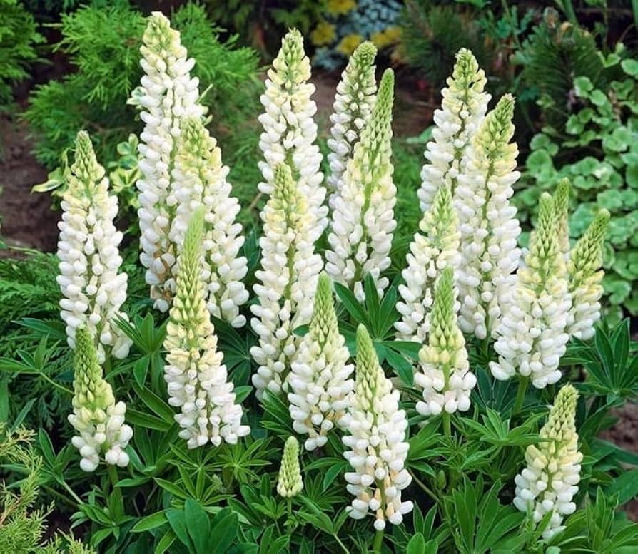 white lupin flower seeds
