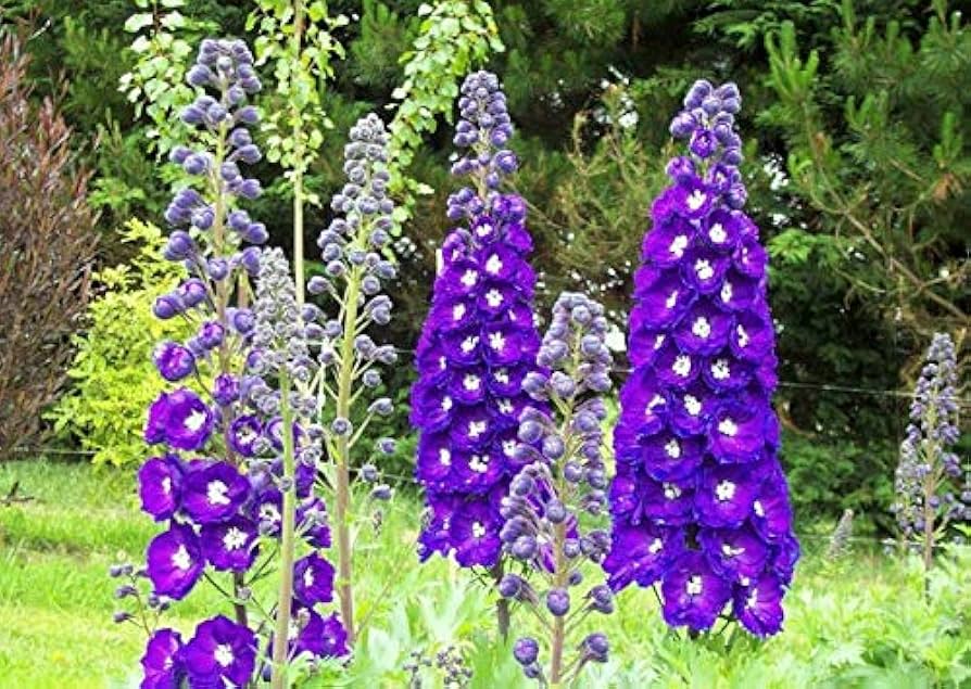 blue white flower seeds