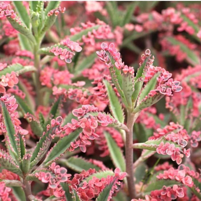 Brune Kalanchoe Bonsai blomsterfrø til plantning - 100 stk