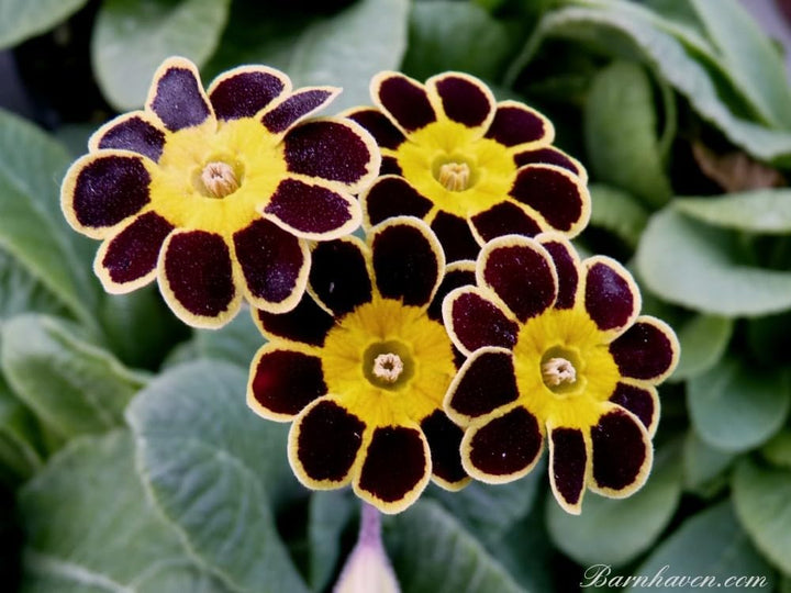 Flower Seeds, Seeds for Planting, Plant Seeds