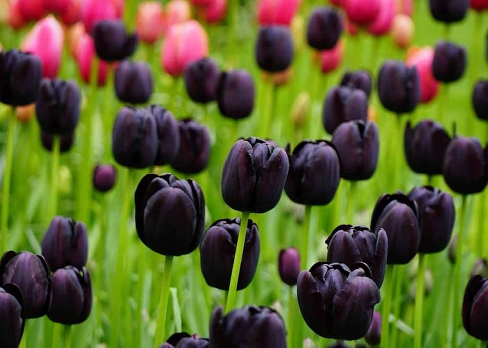 Tulip Flower Seeds Black for Planting, 100 pcs