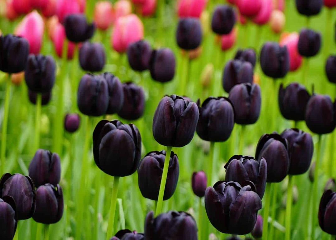 Black Tulip Flower Seeds for Planting – Heirloom, Non-GMO, High Germination Unique Dark Blooms